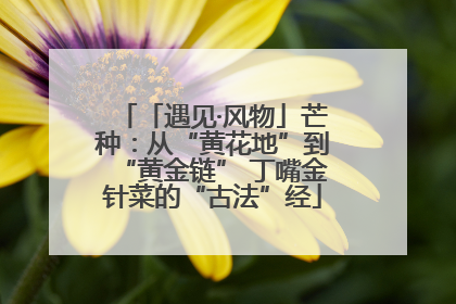 「遇见·风物」芒种：从“黄花地”到“黄金链” 丁嘴金针菜的“古法”经