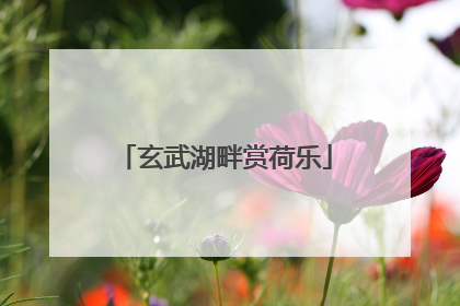 玄武湖畔赏荷乐