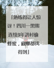 熟练得让人惊讶！四川一黑熊连续3年进村偷蜂蜜，藏哪都找得到