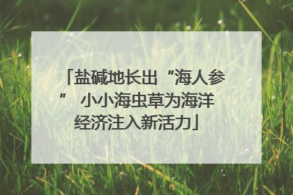 盐碱地长出“海人参” 小小海虫草为海洋经济注入新活力