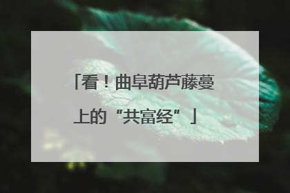 看！曲阜葫芦藤蔓上的“共富经”