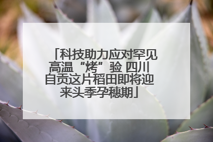 科技助力应对罕见高温“烤”验 四川自贡这片稻田即将迎来头季孕穗期