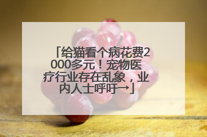 给猫看个病花费2000多元！宠物医疗行业存在乱象，业内人士呼吁→