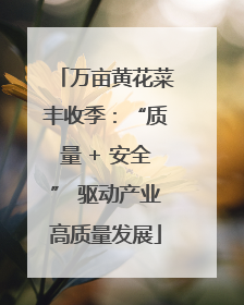 万亩黄花菜丰收季：“质量 + 安全” 驱动产业高质量发展