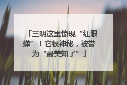 三明这里惊现“红眼蝉”！它很神秘，被誉为“最美知了”