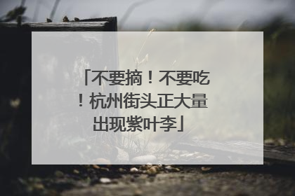不要摘！不要吃！杭州街头正大量出现紫叶李