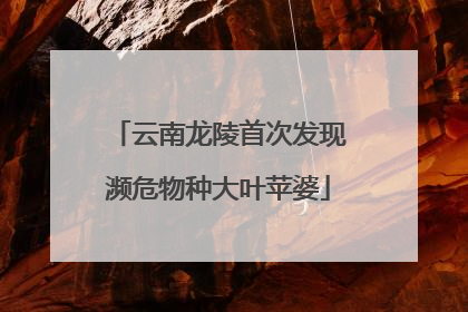 云南龙陵首次发现濒危物种大叶苹婆