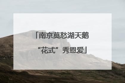 南京莫愁湖天鹅“花式”秀恩爱