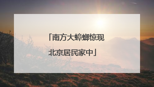 南方大蟑螂惊现北京居民家中