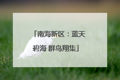 南海新区：蓝天碧海 群鸟翔集