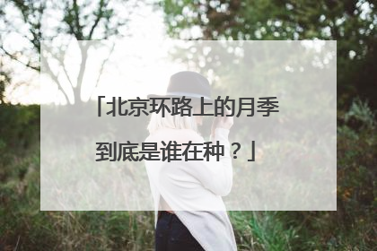 北京环路上的月季到底是谁在种？