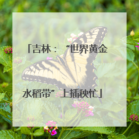 吉林：“世界黄金水稻带”上插秧忙