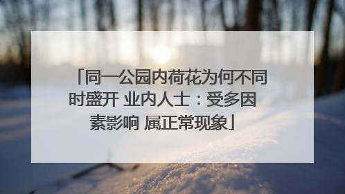 同一公园内荷花为何不同时盛开 业内人士：受多因素影响 属正常现象