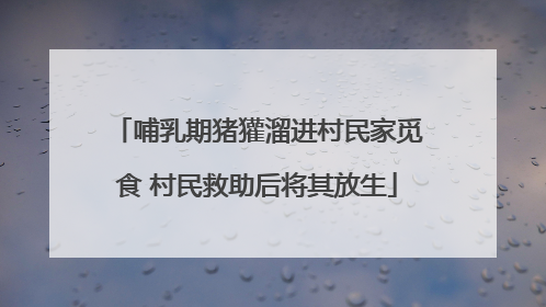 哺乳期猪獾溜进村民家觅食 村民救助后将其放生