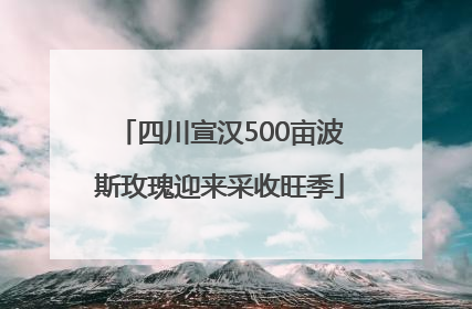 四川宣汉500亩波斯玫瑰迎来采收旺季