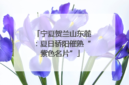 宁夏贺兰山东麓：夏日骄阳催熟“紫色名片”