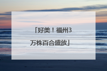 好美！福州3万株百合盛放