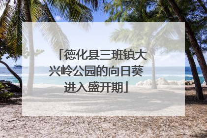 德化县三班镇大兴岭公园的向日葵进入盛开期
