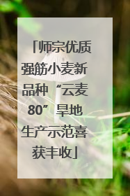师宗优质强筋小麦新品种“云麦80”旱地生产示范喜获丰收