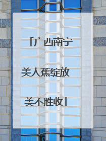 广西南宁美人蕉绽放美不胜收
