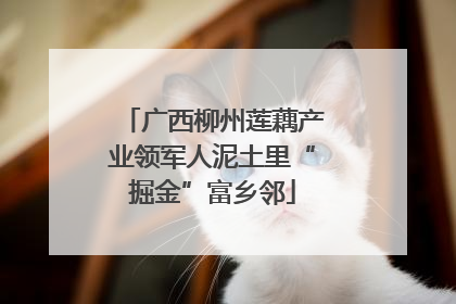 广西柳州莲藕产业领军人泥土里“掘金”富乡邻
