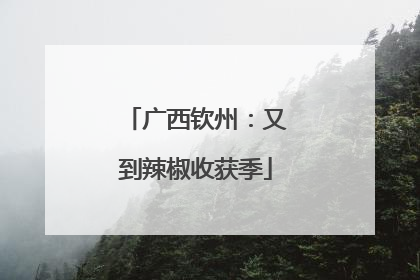 广西钦州：又到辣椒收获季