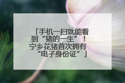 手机一扫就能看到“猪的一生”！宁乡花猪首次拥有“电子身份证”
