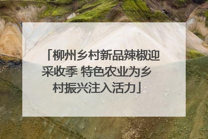 柳州乡村新品辣椒迎采收季 特色农业为乡村振兴注入活力