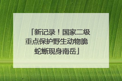 新记录！国家二级重点保护野生动物脆蛇蜥现身南岳