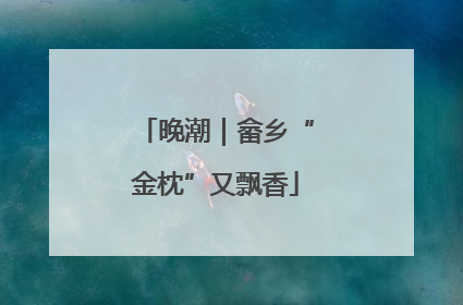 晚潮｜畲乡“金枕”又飘香