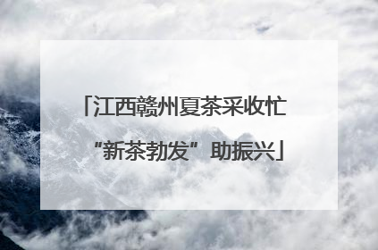 江西赣州夏茶采收忙 “新茶勃发”助振兴