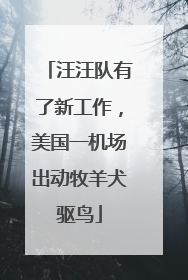 汪汪队有了新工作，美国一机场出动牧羊犬驱鸟