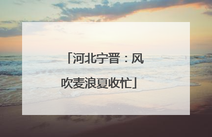 河北宁晋：风吹麦浪夏收忙