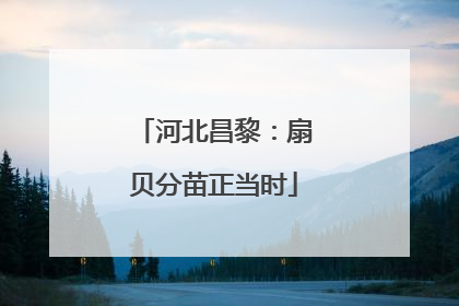 河北昌黎：扇贝分苗正当时