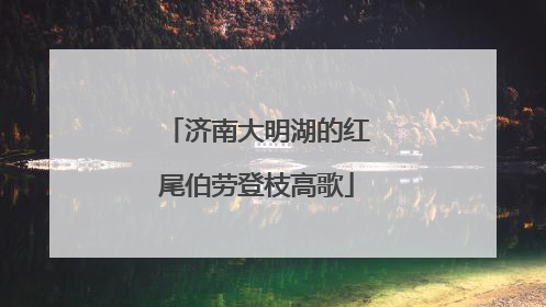济南大明湖的红尾伯劳登枝高歌