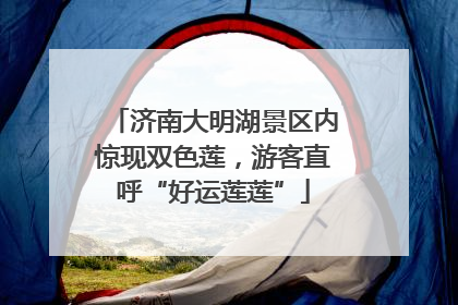 济南大明湖景区内惊现双色莲，游客直呼“好运莲莲”