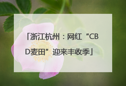浙江杭州：网红“CBD麦田”迎来丰收季