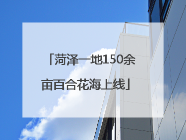 菏泽一地150余亩百合花海上线