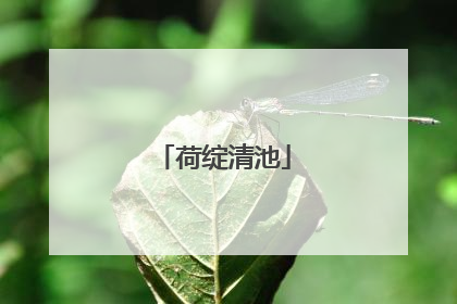 荷绽清池