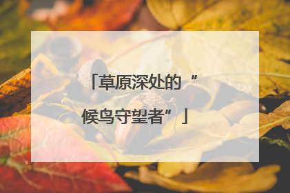 草原深处的“候鸟守望者”