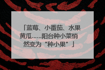 蓝莓、小番茄、水果黄瓜……阳台种小菜悄然变为“种小果”