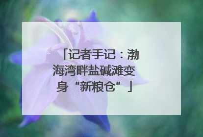 记者手记：渤海湾畔盐碱滩变身“新粮仓”