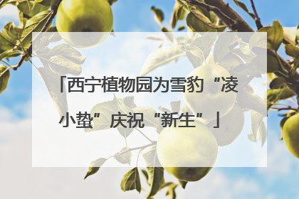 西宁植物园为雪豹“凌小蛰”庆祝“新生”