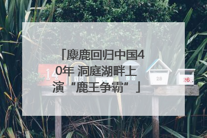 麋鹿回归中国40年 洞庭湖畔上演“鹿王争霸”